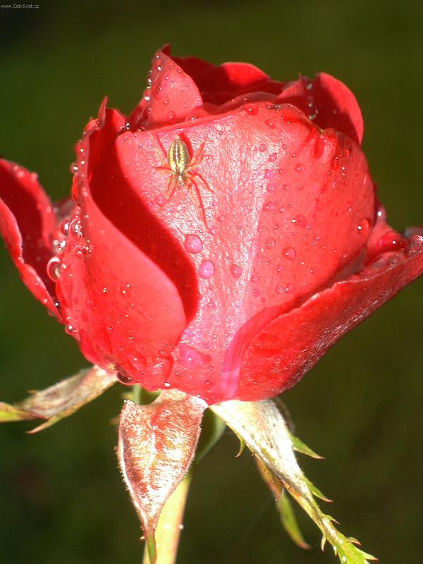 Foto: Vzkvétající život po dešti.