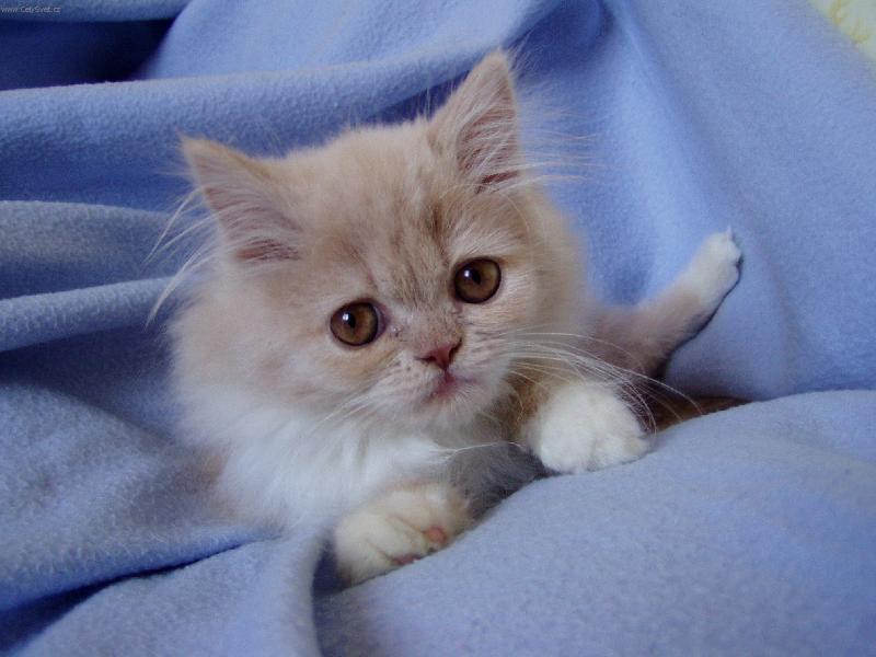 Foto: Perská číča-To jsou kukadla a jenom moje.