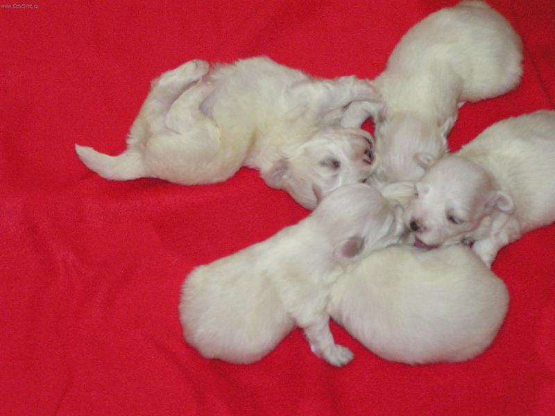 Foto: ŠTĚNÁTKO MALTÉZÁČKA-ŠTĚSTÍČKO