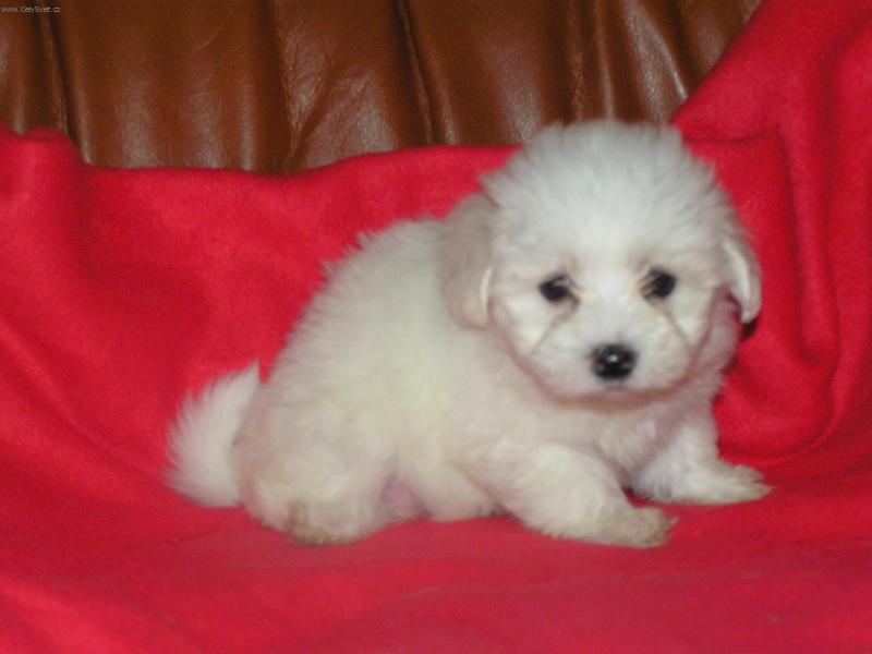 Foto: brouček-štěnátko -mé první foto