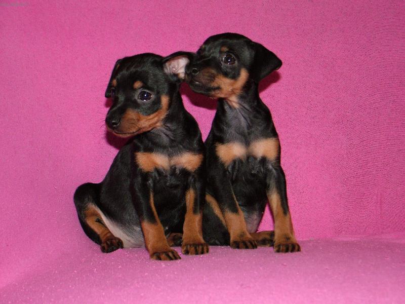 Foto: Elišky-Srnčí ratličky