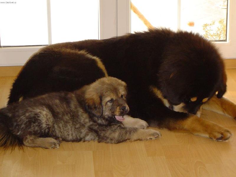 Foto: Dvě kamarádky