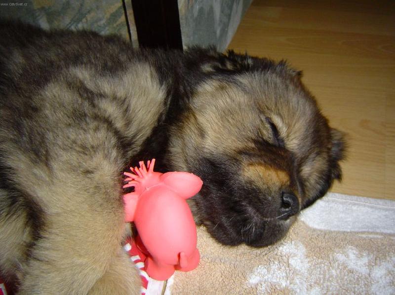 Foto: Pšt, spinkám