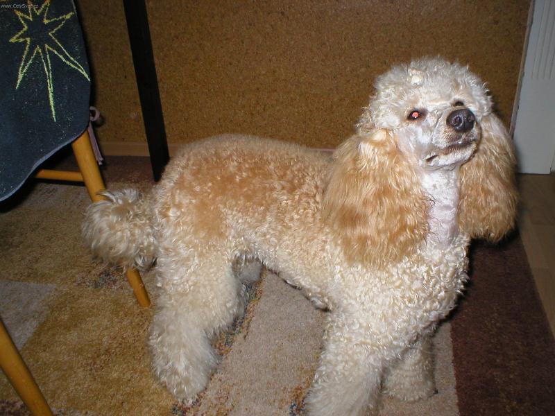 Foto: Eliška-No co jsem přece ostříhaná ???? Tak se předvedu ne !!