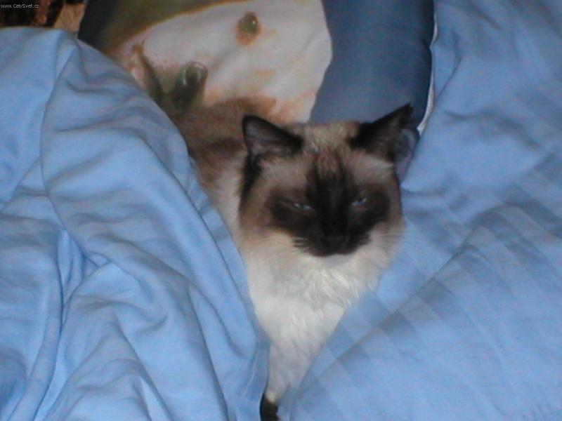 Foto: Henrieta-Všude dobře v posteli nejlíp !!