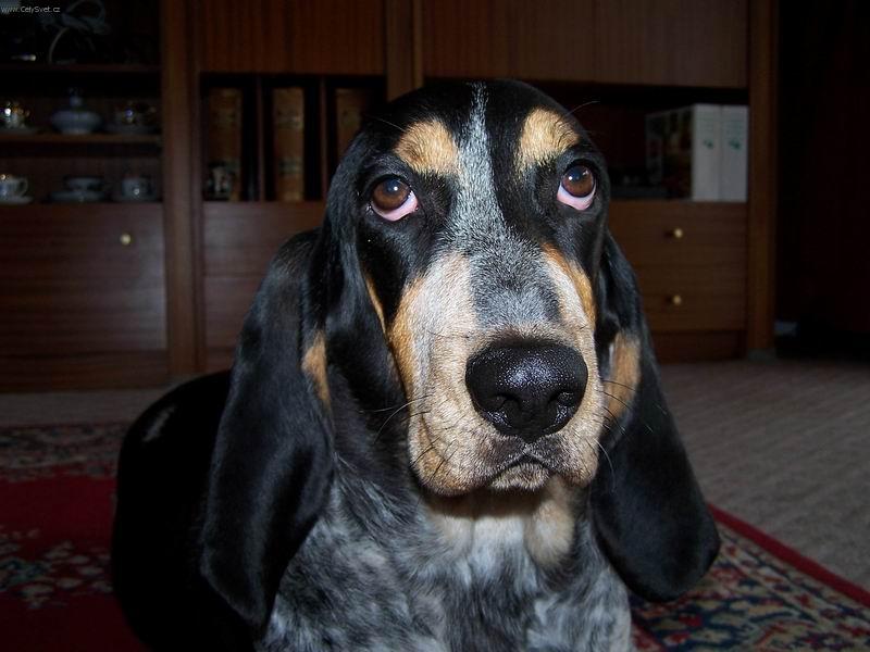 Foto: Bassetka Baruška