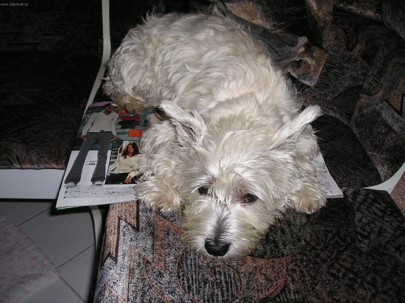 Foto: Psí ministerstvo zakazuje čtení!!!