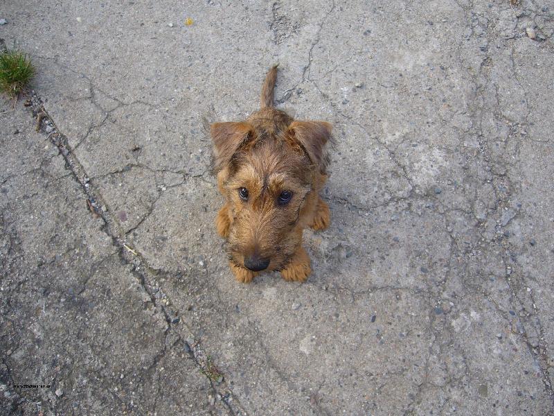 Foto: Zamyšlení-Upřený pohled štěněte