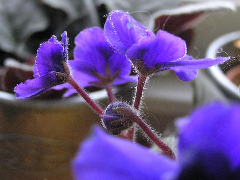 Foto: Fialka fialová