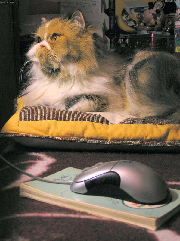 Foto: Kočka a myš