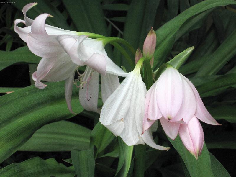 Foto: Skleníková květina