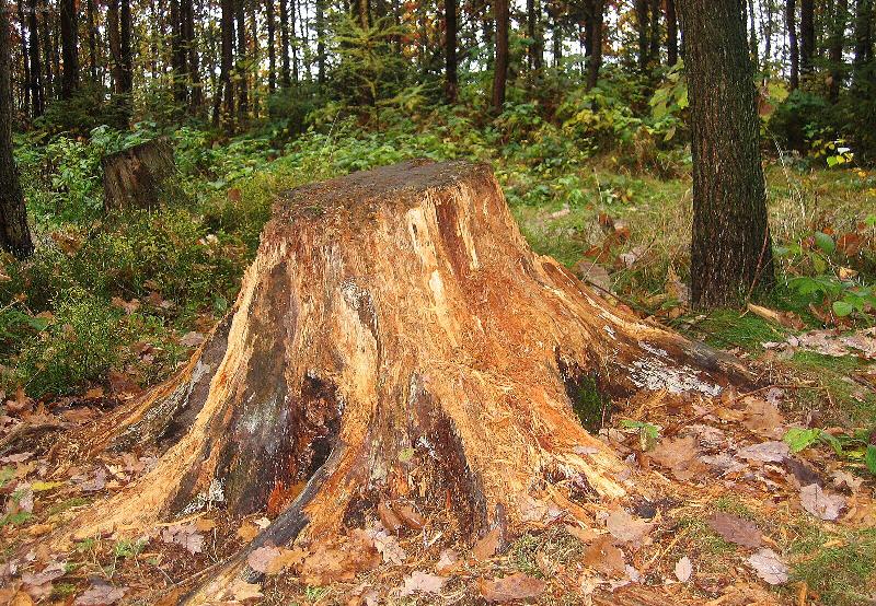 Foto: Ztrouchnivělý pařez