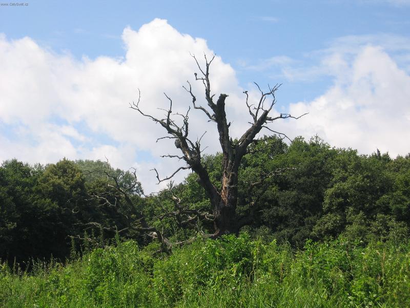 Foto: Suchý strom v zeleni