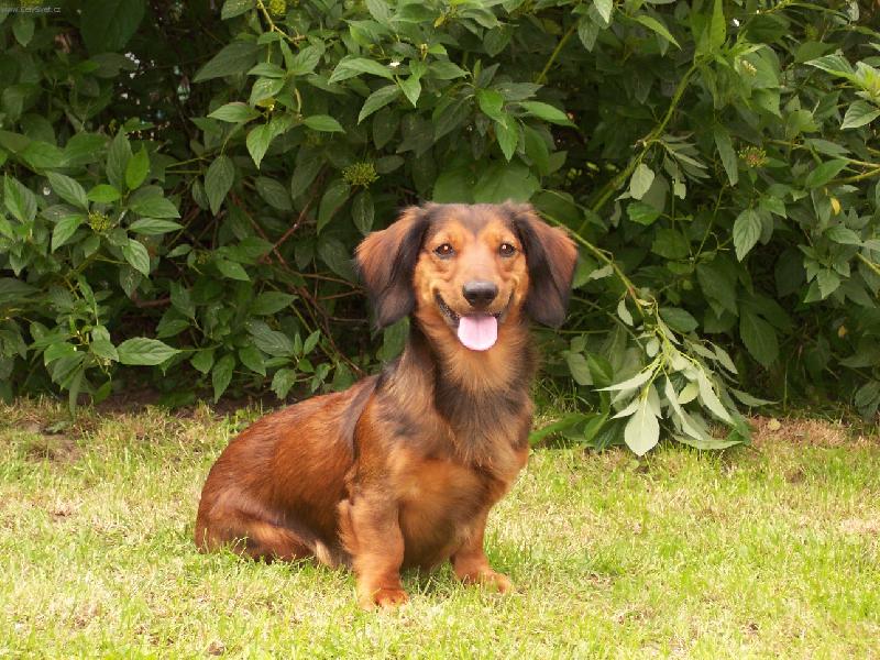 Foto: Rony-Můj milášek