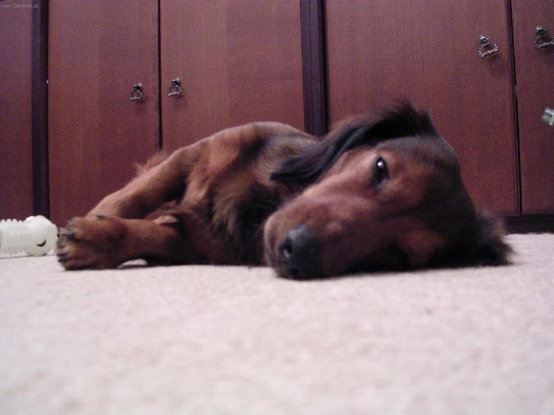 Foto: Ronda-můj unavený Ronýšek