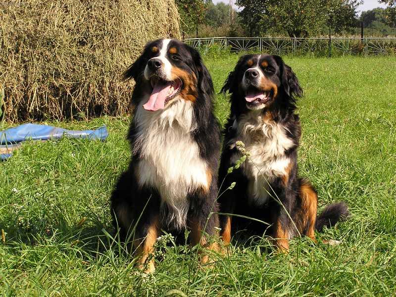 Foto: Ciro s Akelkou-Na sluníčku