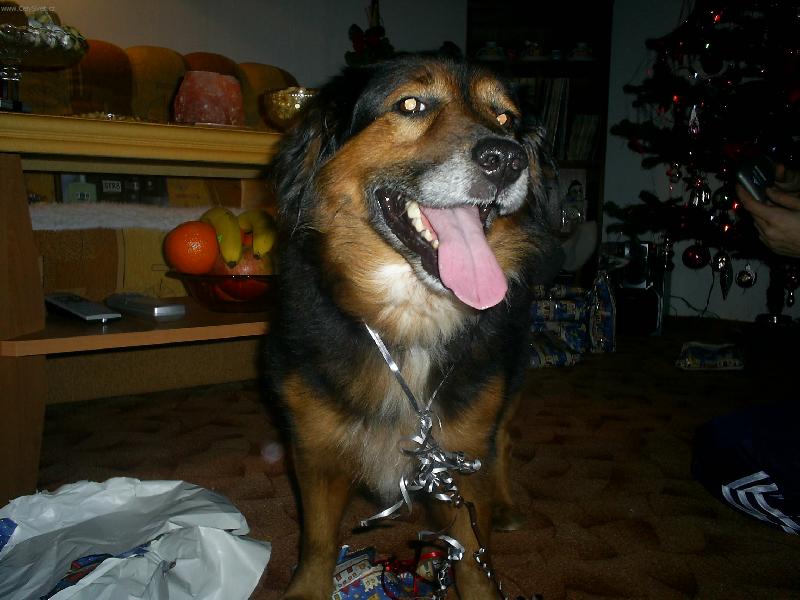 Foto: směju se-vy jste nikdy neměli z dárků na Vánoce takovou radost?:O)