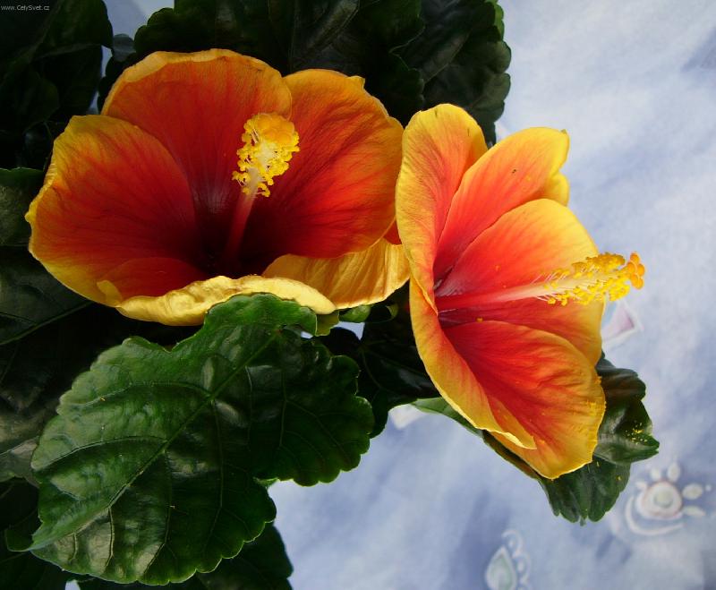 Foto: Dvojčátka-2 květy ibišku