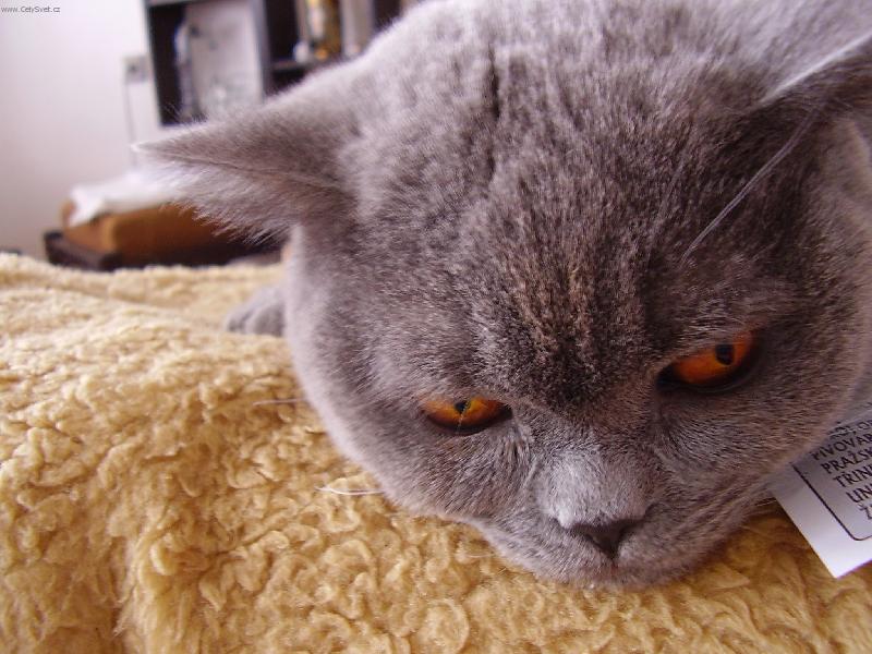 Foto: Buddy-usíná...