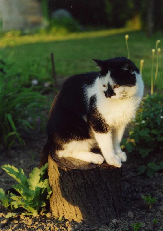 Foto: ČENDA-NALEZENEC V KAMENOLOMU
