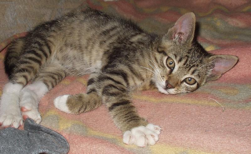 Foto: PRVNÍ CHVÍLE V NOVÉM DOMOVĚ-NALEZENEC OD GARÁŽÍ -MOUREK