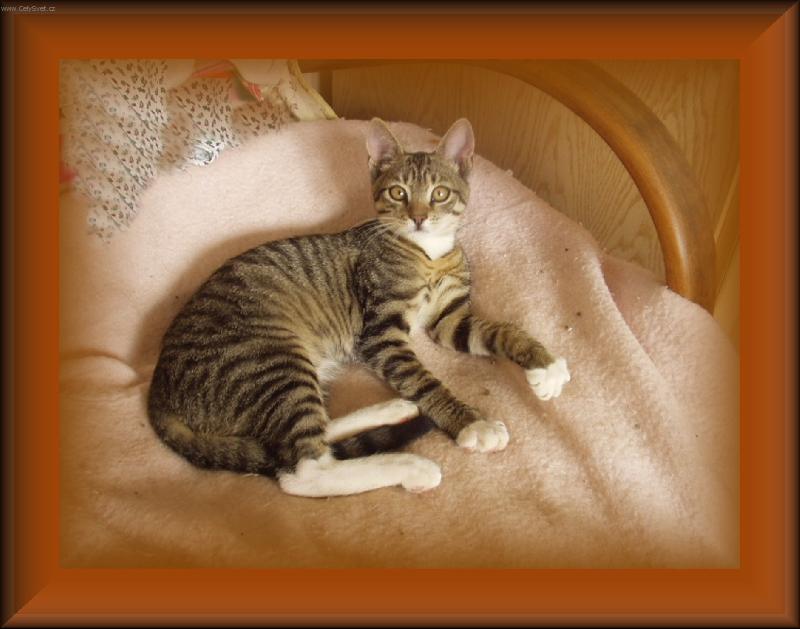 Foto: MOUREK-NALEZENEC PO ČTYŘECH MĚSÍCÍCH