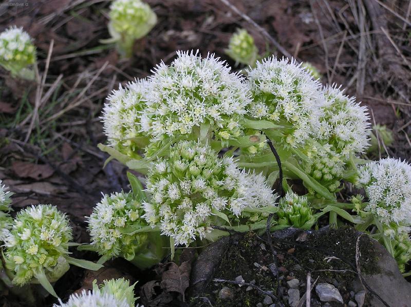 Foto: Brdy 2.dubna 2006 kolem 14.hodiny-Jaro už se hlásí v Brdech i těmito květy.