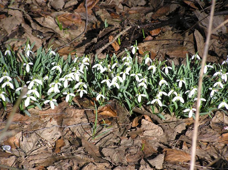 Foto: Brdy 2.dubna 2006 kolem 14.hodiny-Jaro už se hlásí v Brdech, také sněženkami.