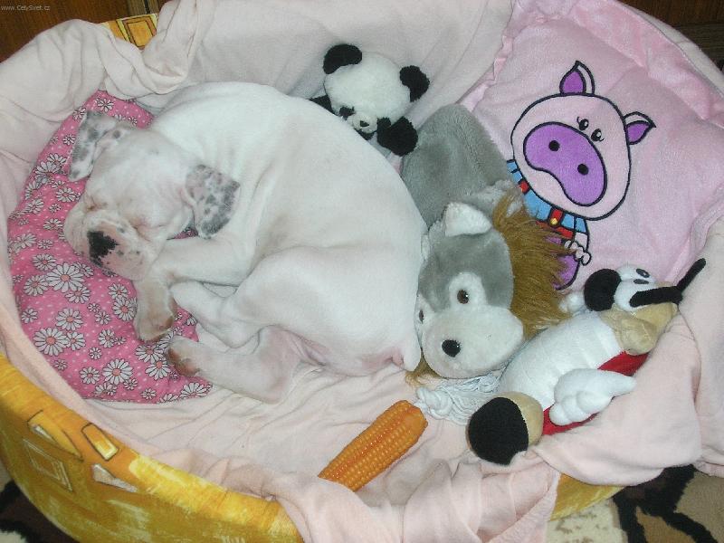 Foto: naše miminko-moc rád spinkám...