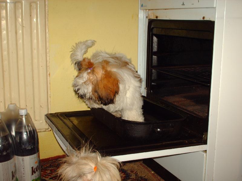 Foto: Shih-tzu na pekáči-Chce se nechat upést,nebo má hlad?