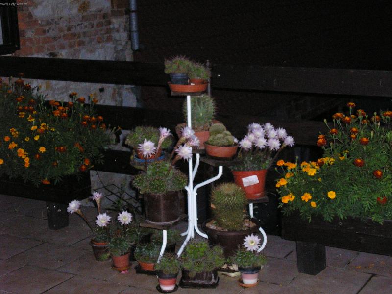 Foto: Rozkvetlý balkon