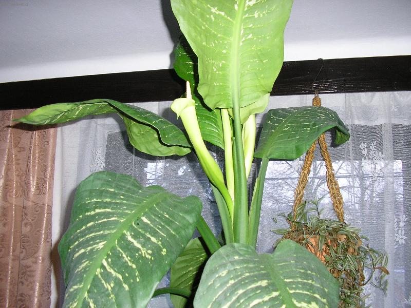 Foto: diefenbachia v květu