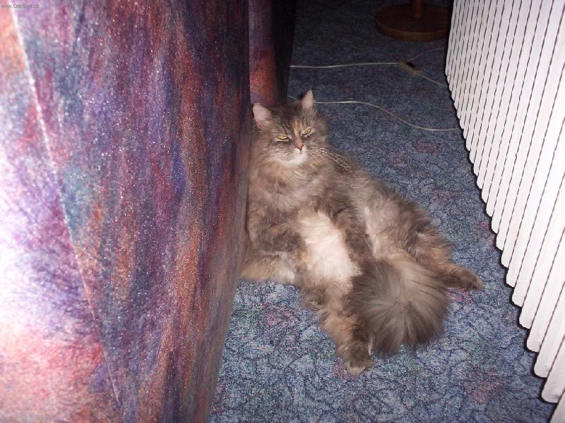 Foto: Jenny-Takhle nejraději sleduji televizi :-).