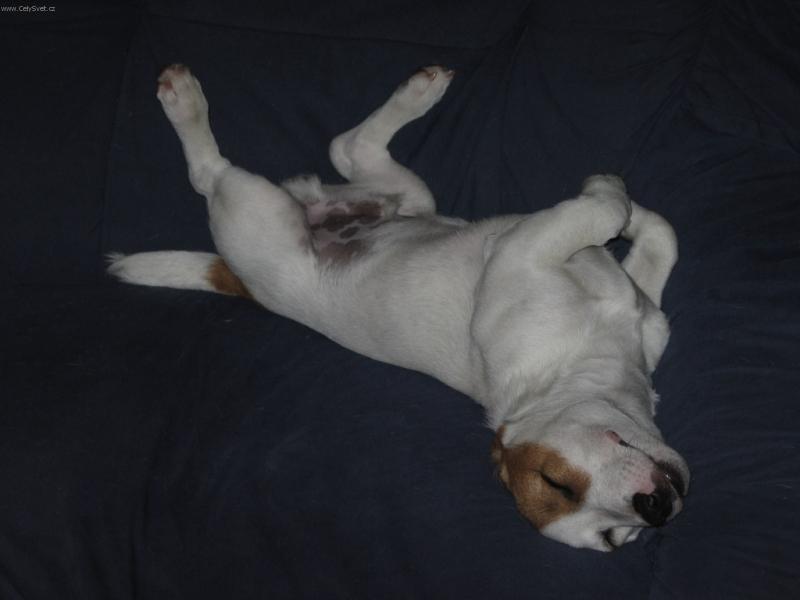 Foto: To se mi to krásně spí