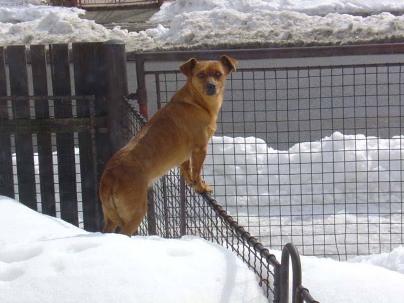 Foto: s nadhledem jde všechno líp-z hromady sněhu přehlédne přes branku i malý pes