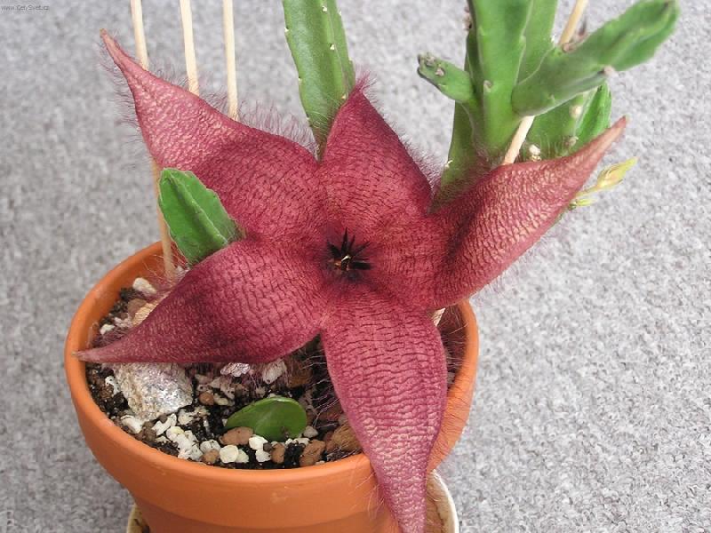 Foto: Stapelia v rozkvětu