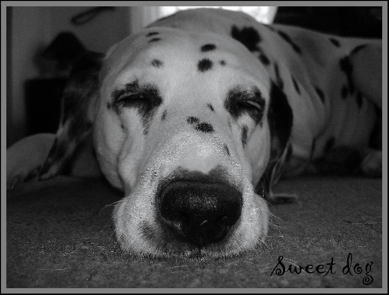 Foto: Sweet dog-můj pes