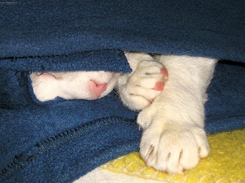 Foto: Nerušit, spinkám :-)