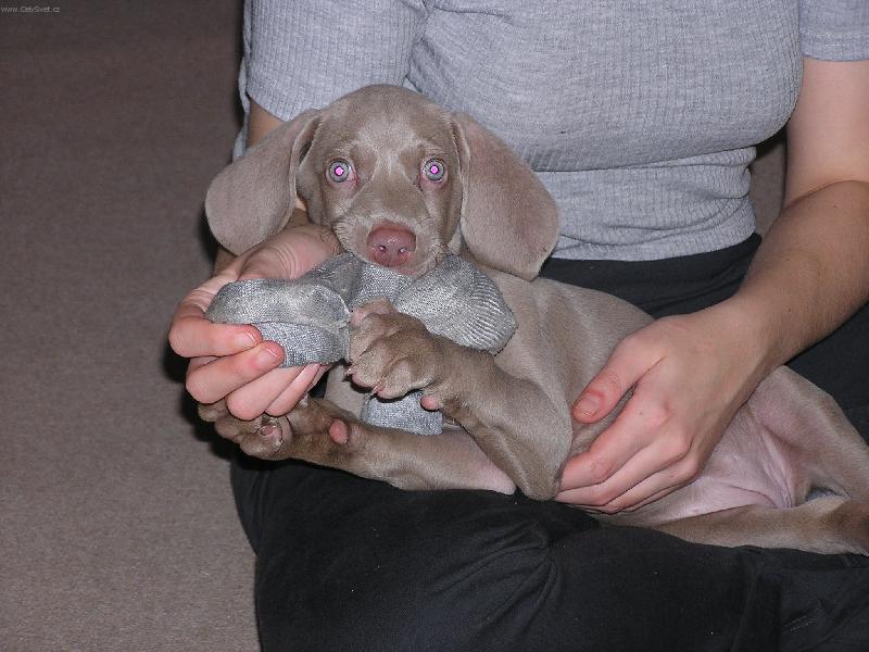 Foto: Tak tuhle ponožku už nedostaneš!