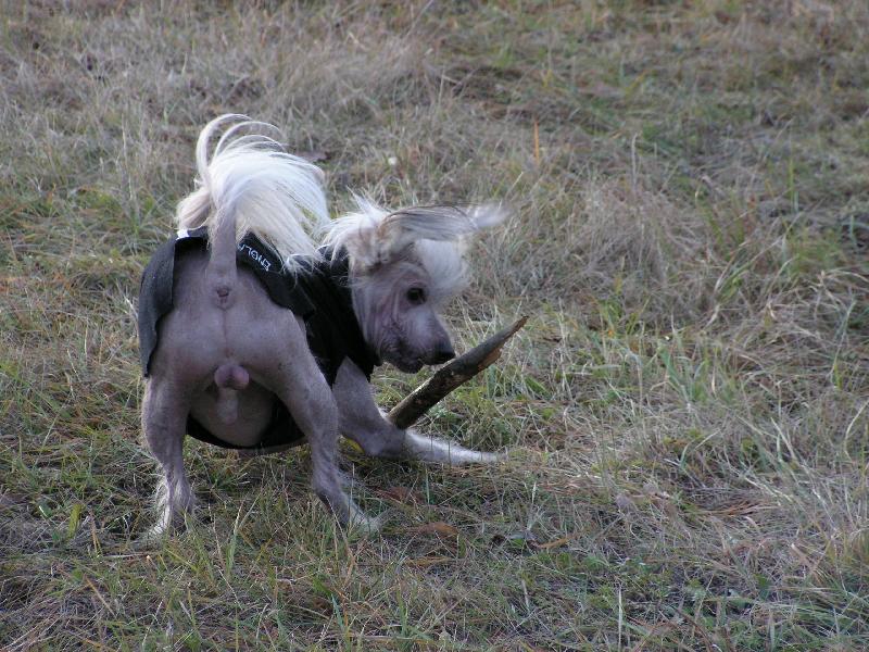 Foto: Janek-Hod oštěpem nebo vrh koulí?