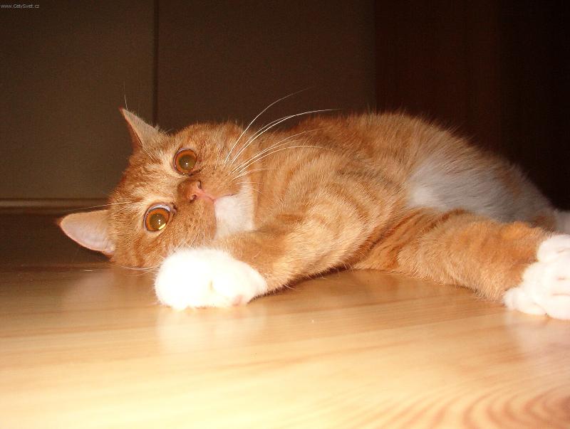 Foto: Bulvič-siesta...