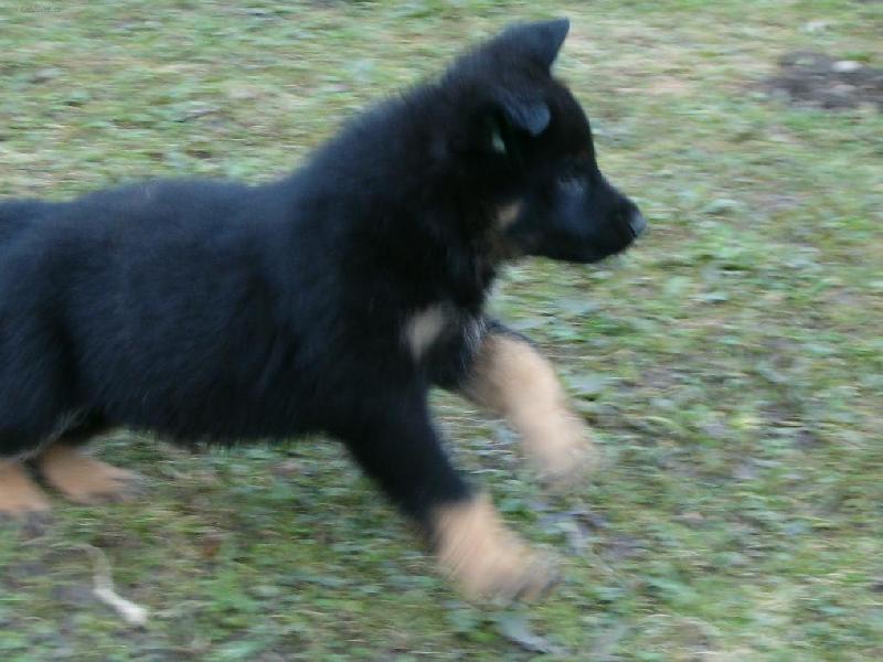 Foto: Pozor běžím!-www.polodr.info