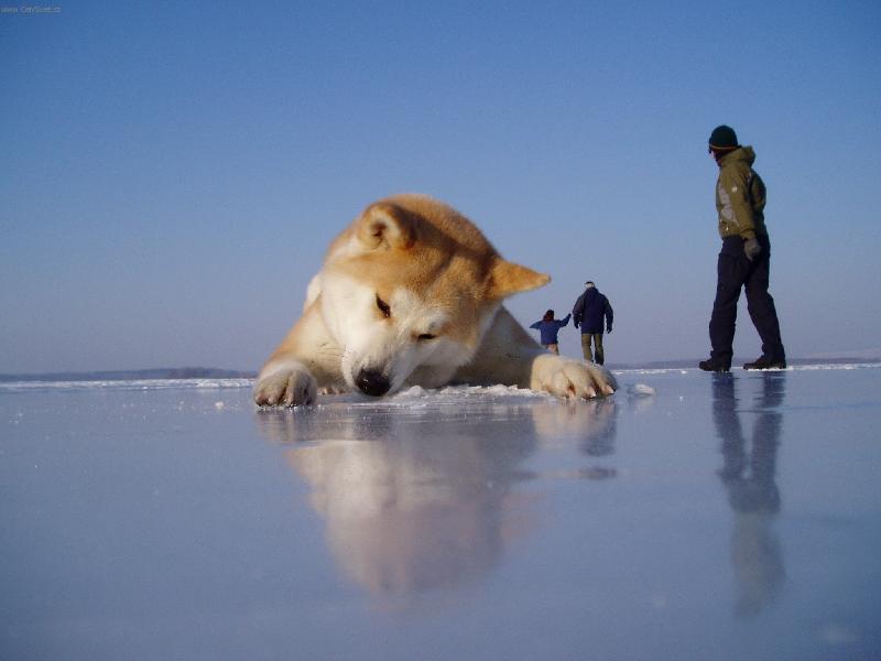 Foto: O-J´Shinju z Bambusového háje-naše fenka se zrcadlí v Novomlýnských nádržích