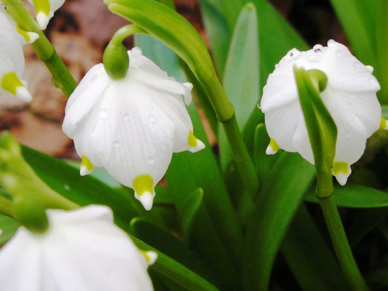 Foto: Bledule jarn�