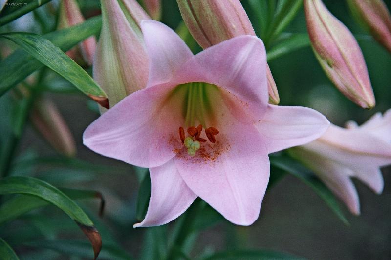 Foto: Lilie v květu