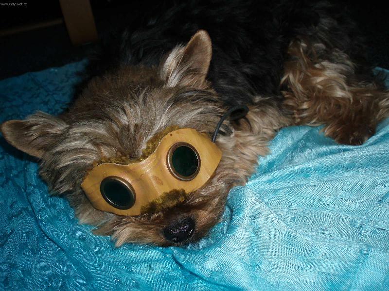 Foto: Náš Jimísek-Když spím, nechci být rušen !