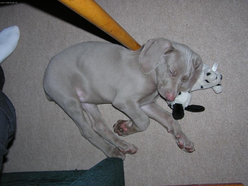 Foto: Sladké sny.-Jak si kdo ustele, tak si i lehne...