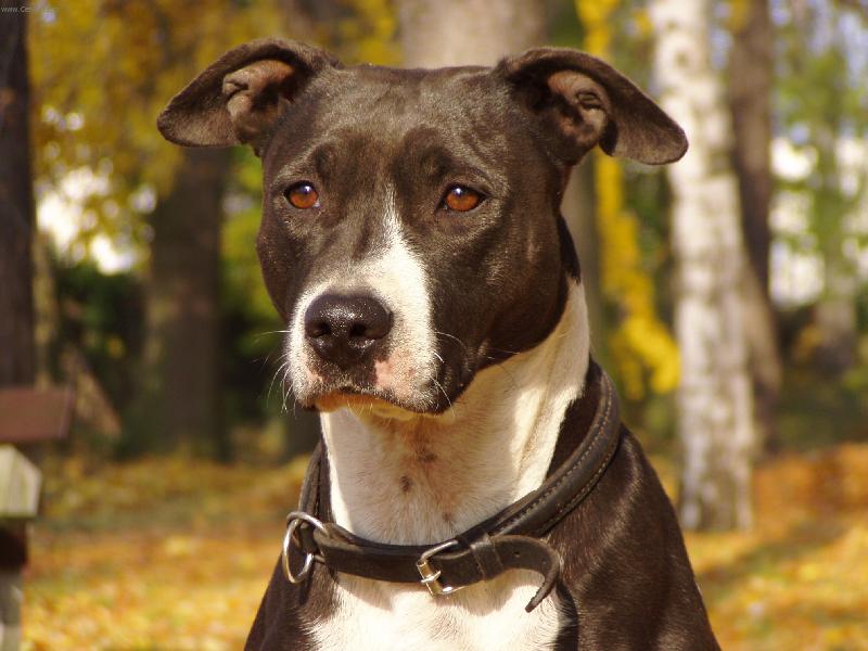 Foto: Akira - podzim