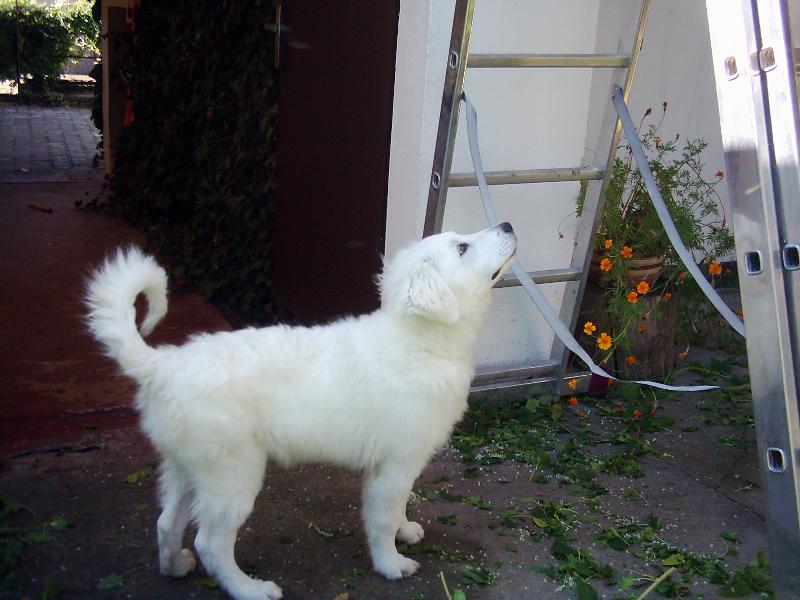 Foto: Zvídavost-Já chci taky nahoru!!!