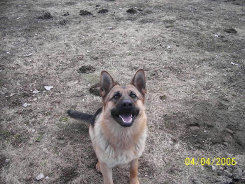 Foto: Besinka-s tímhle nadšením se Besi vrhá za každým hozeným aportem